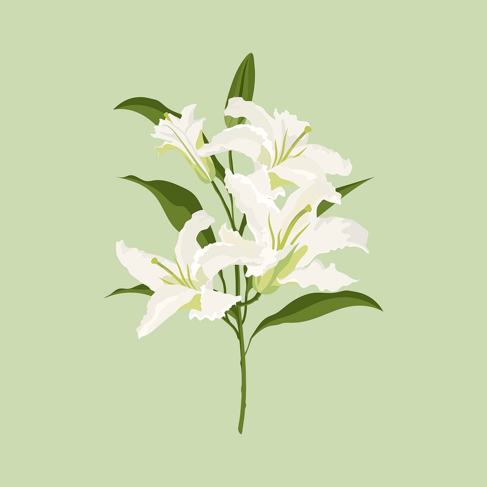 Lily flower sticker, white botanical, feminine illustration psd