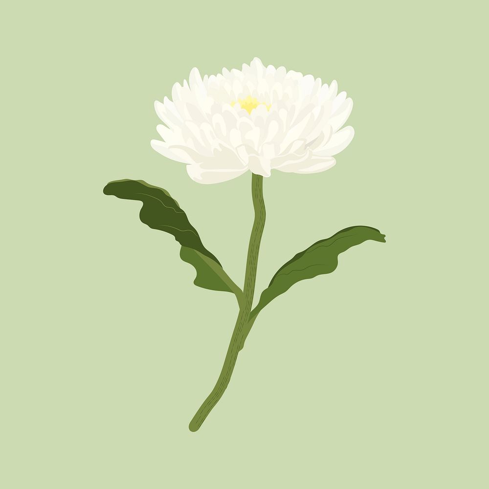 White aesthetic flower sticker, chrysanthemum realistic illustration psd