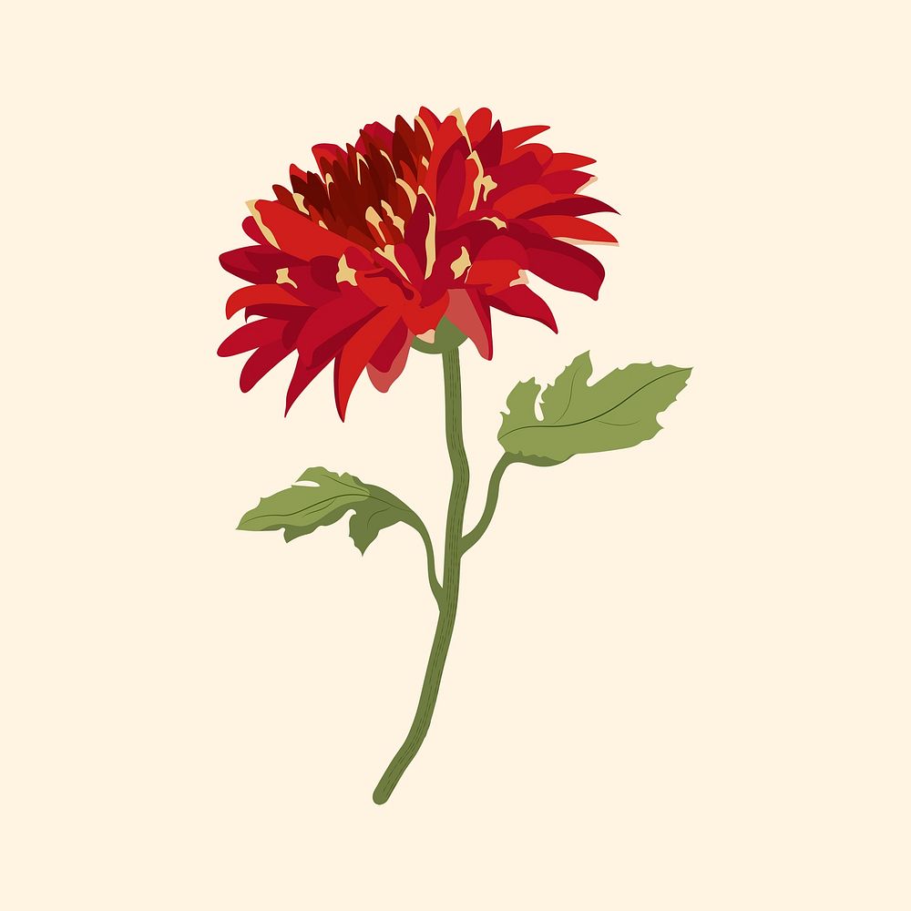 Red flower clipart, realistic chrysanthemum illustration