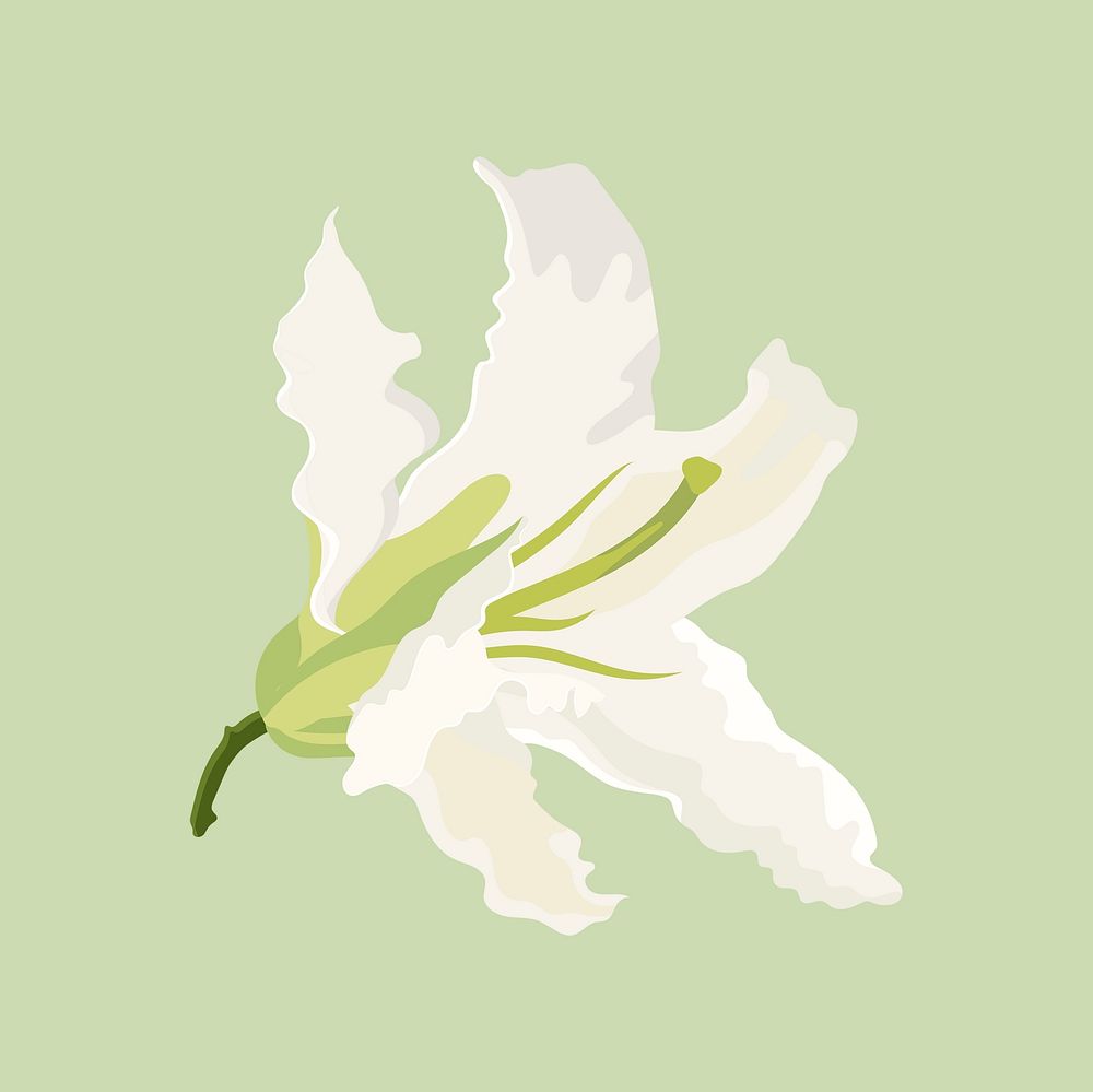 Blooming lily sticker, white flower collage element vector
