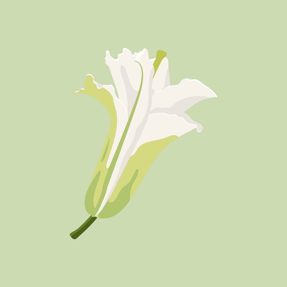 Aesthetic lily sticker, white flower illustration vector