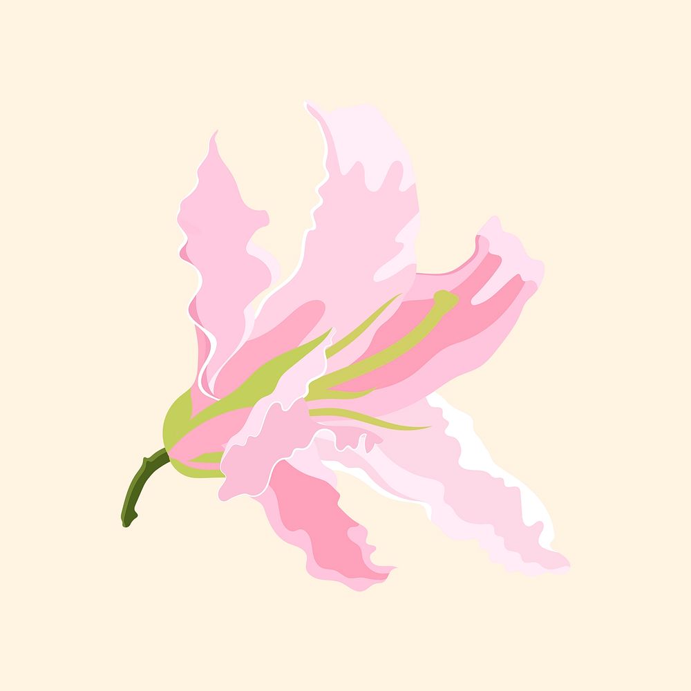 Pink lily clipart, blooming flower illustration