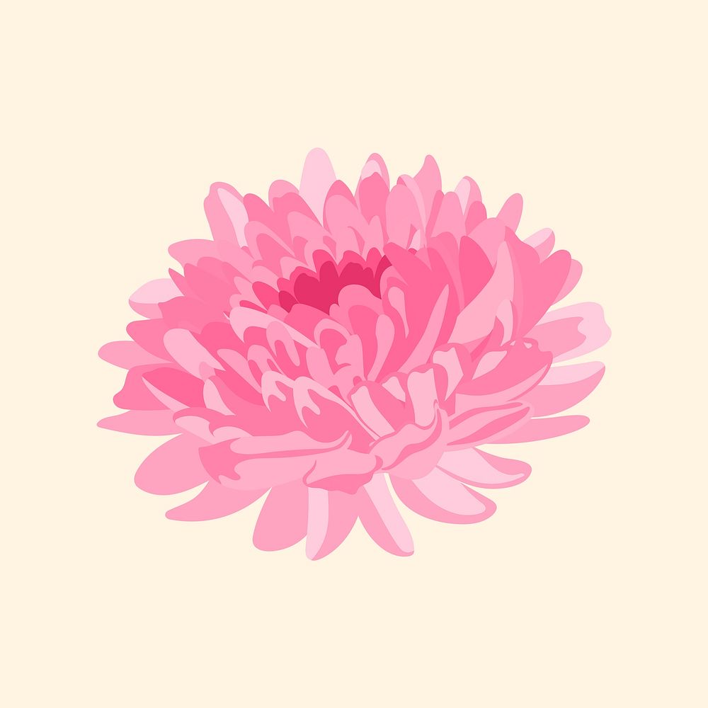 Chrysanthemum flower sticker, pink feminine illustration psd