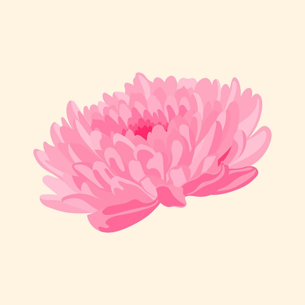 Chrysanthemum flower sticker, pink feminine illustration psd
