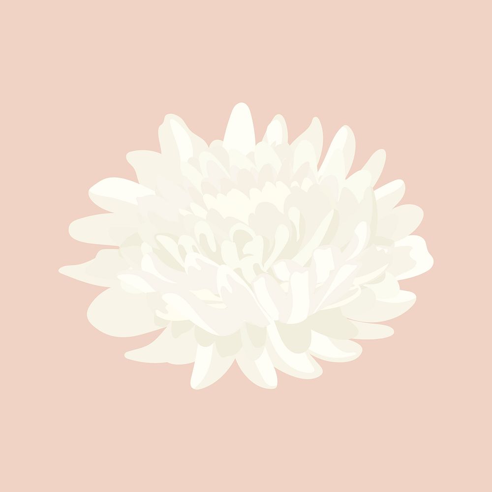 White aesthetic flower sticker, chrysanthemum realistic illustration vector