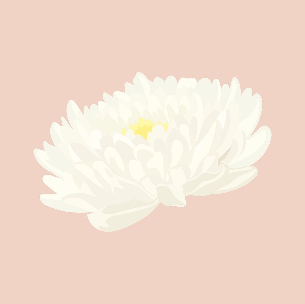 White aesthetic flower clipart, chrysanthemum realistic illustration