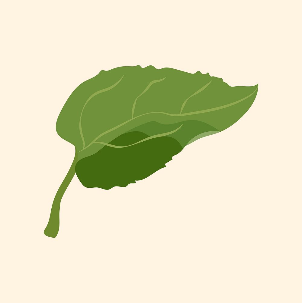 Leaf collage element, realistic botanical illustration psd