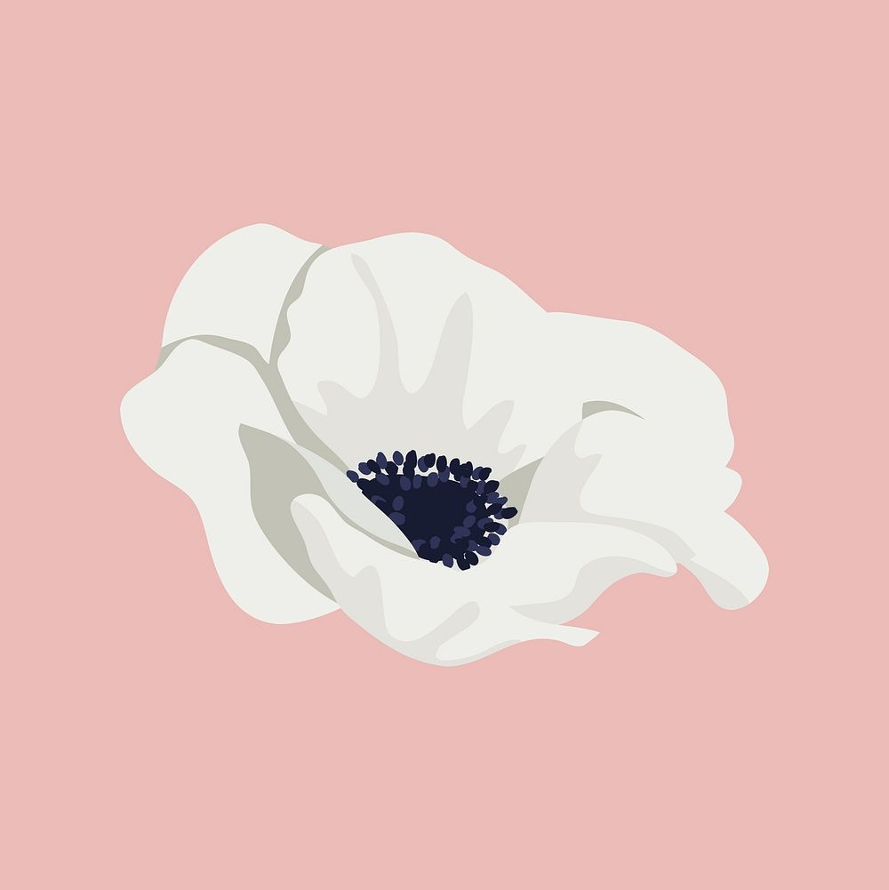 Anemone flower clipart, white botanical illustration