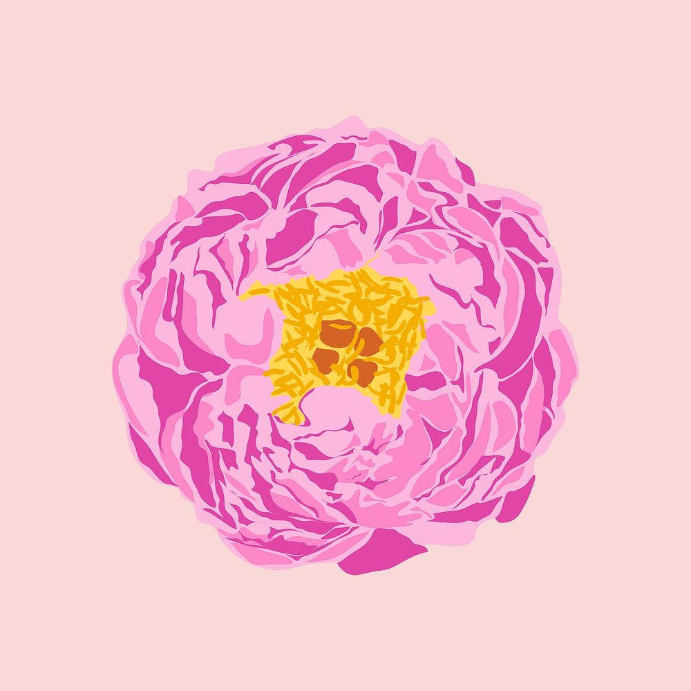 Realistic peony clipart, pink flower illustration