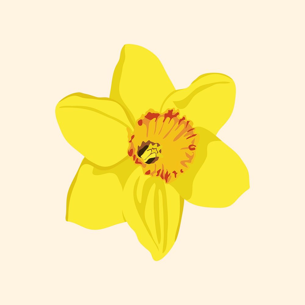 Realistic daffodil flower clipart, botanical illustration