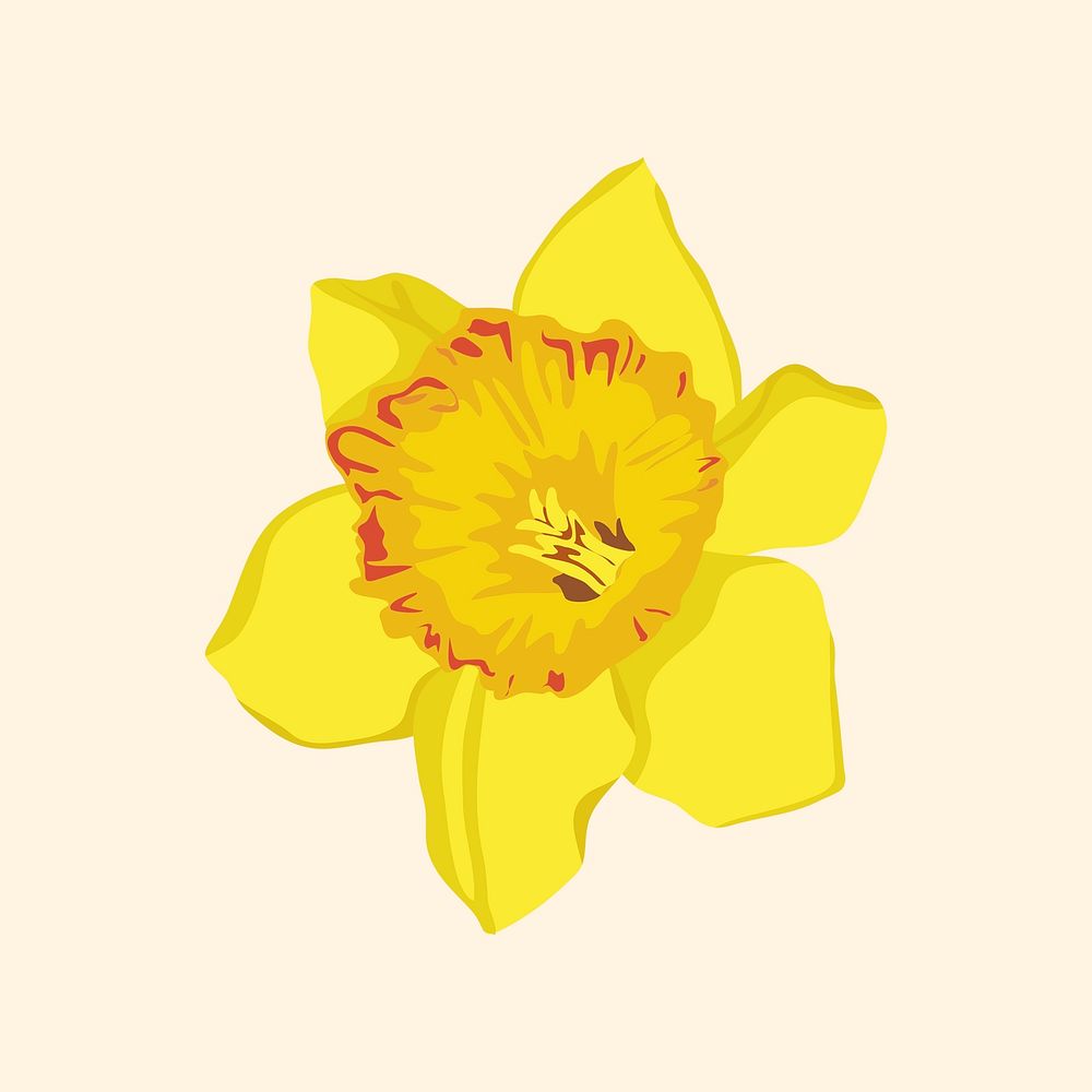 Realistic daffodil flower sticker, botanical illustration vector