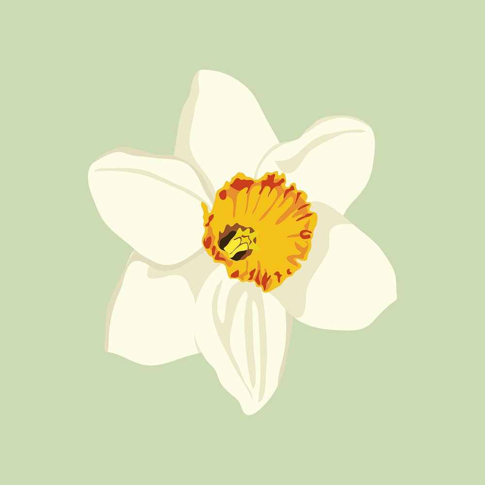 Aesthetic flower sticker, white daffodil psd