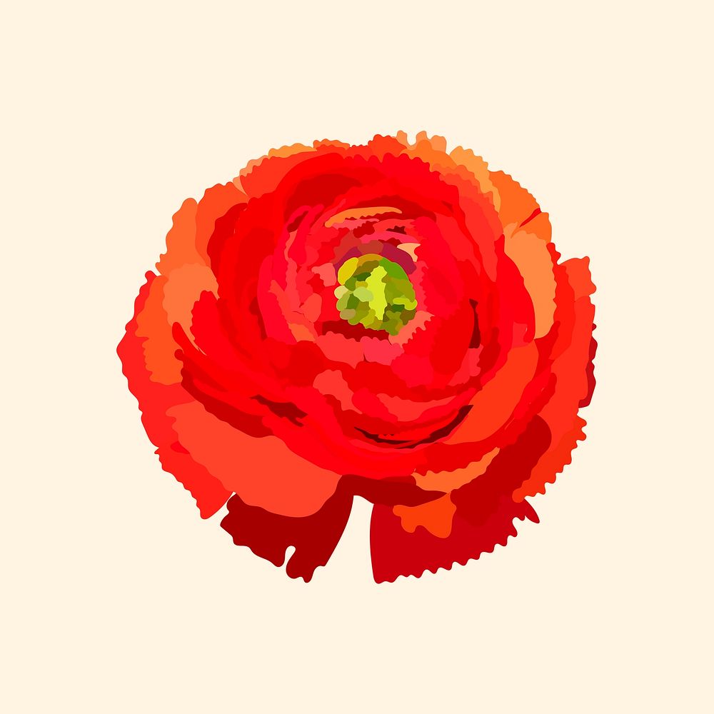 Red ranunculus sticker, spring flower illustration vector