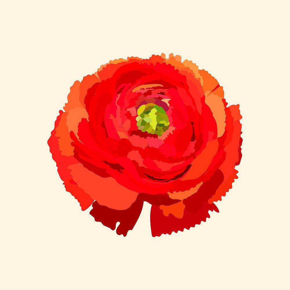 Red ranunculus sticker, spring flower illustration psd
