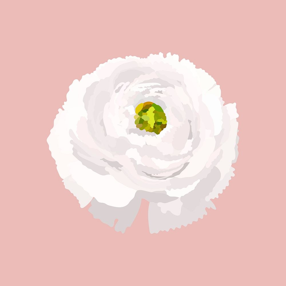 White ranunculus sticker, spring flower illustration psd