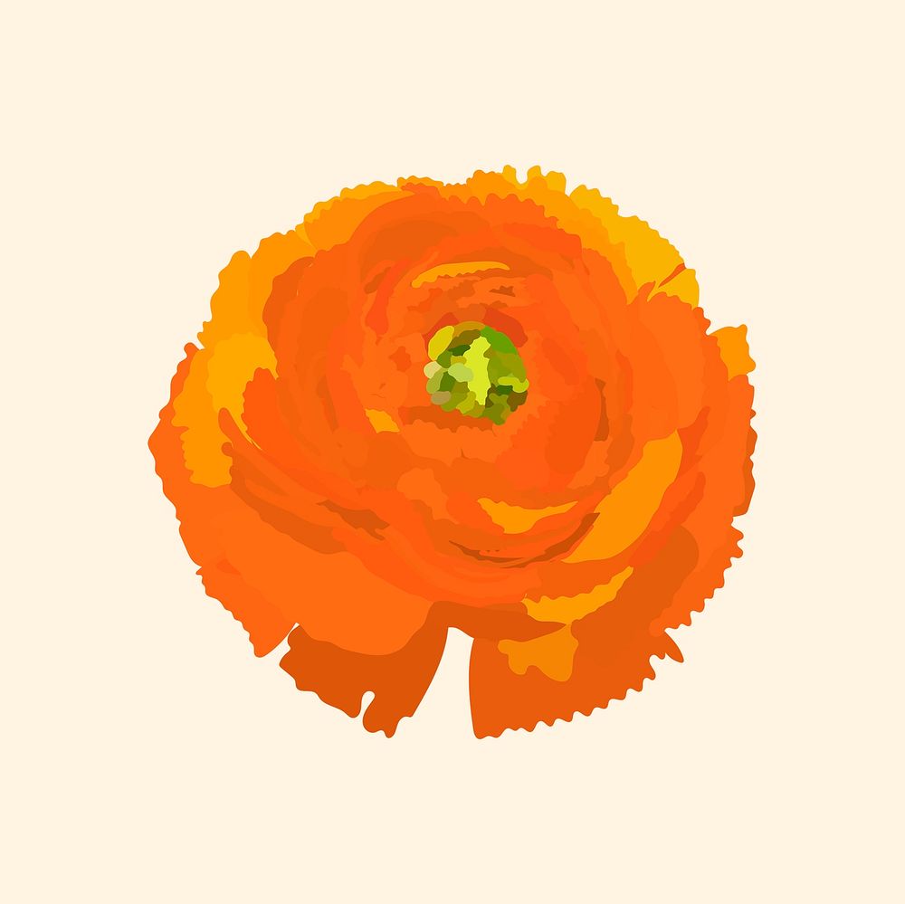 Orange ranunculus sticker, spring flower illustration psd