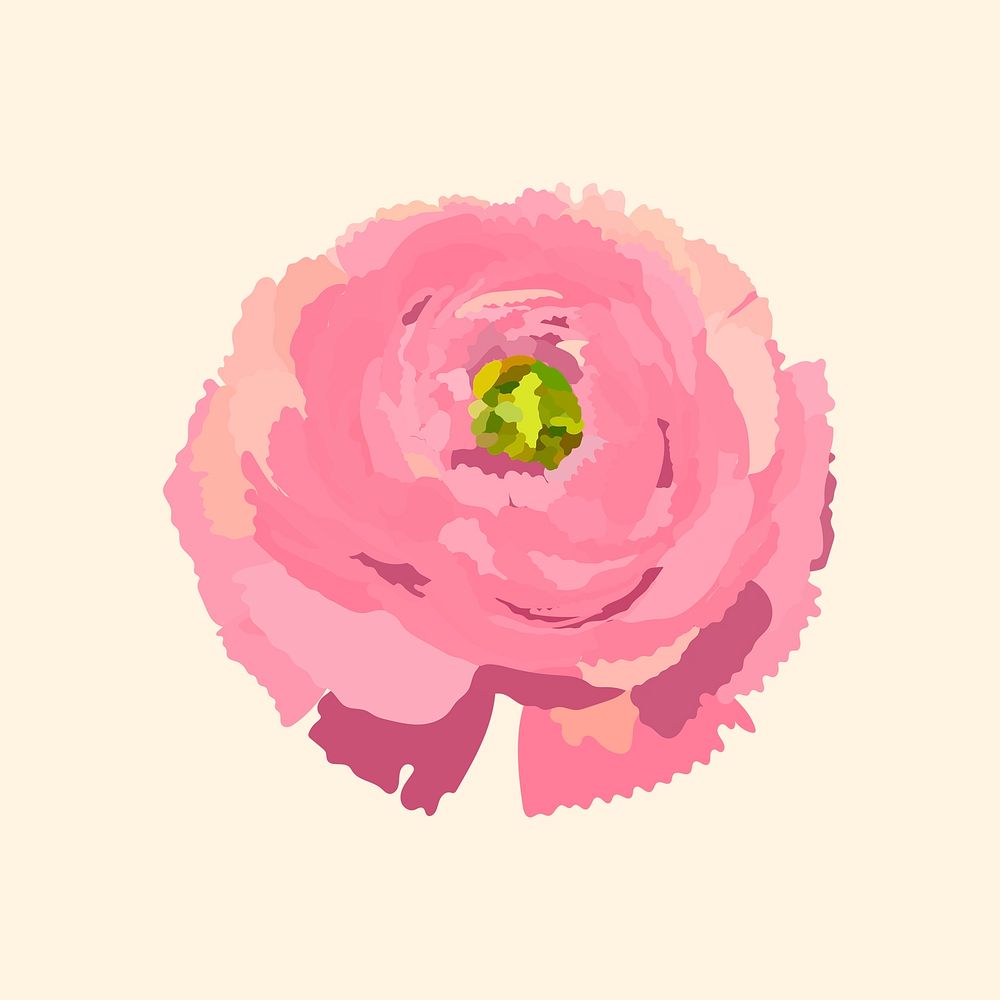 Pink ranunculus sticker, spring flower illustration psd