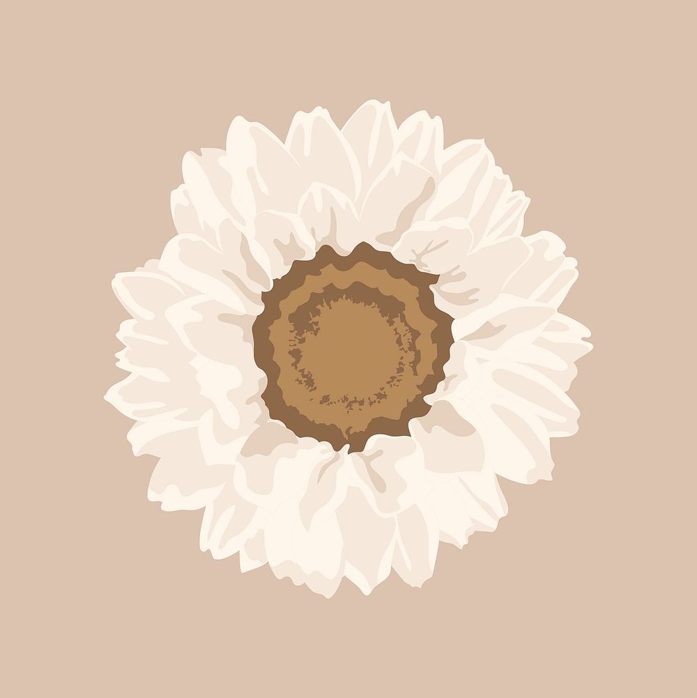 White sunflower clipart, aesthetic botanical illustration
