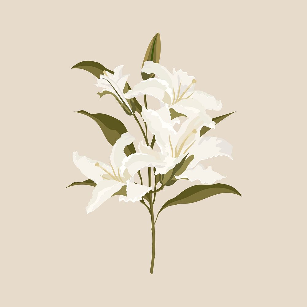 Aesthetic lily sticker, white flower illustration psd