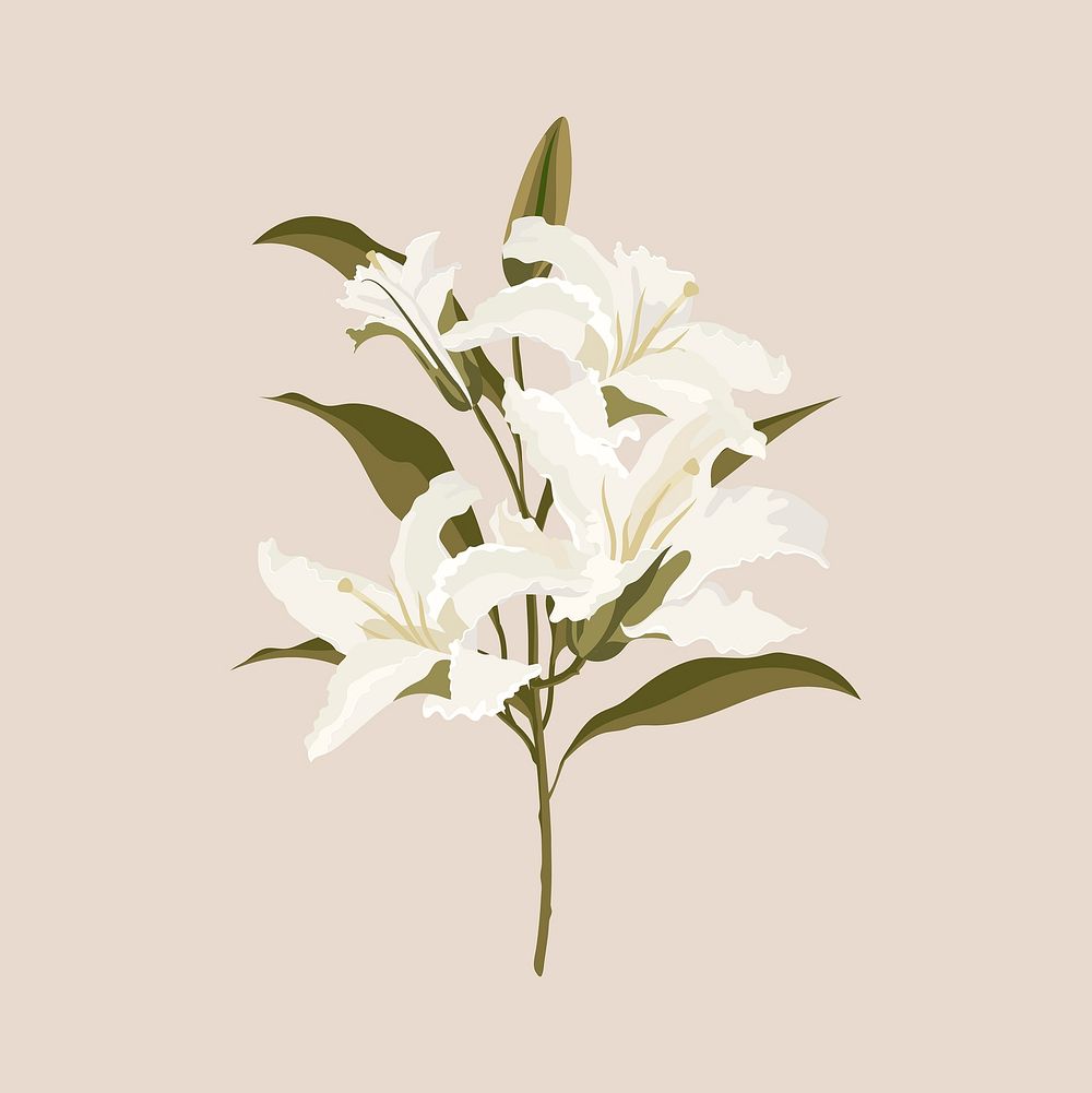 Aesthetic lily sticker, white flower illustration vector