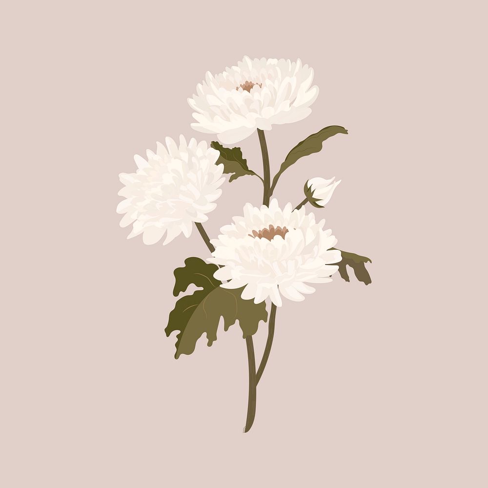 White aesthetic flower sticker, chrysanthemum pastel illustration psd