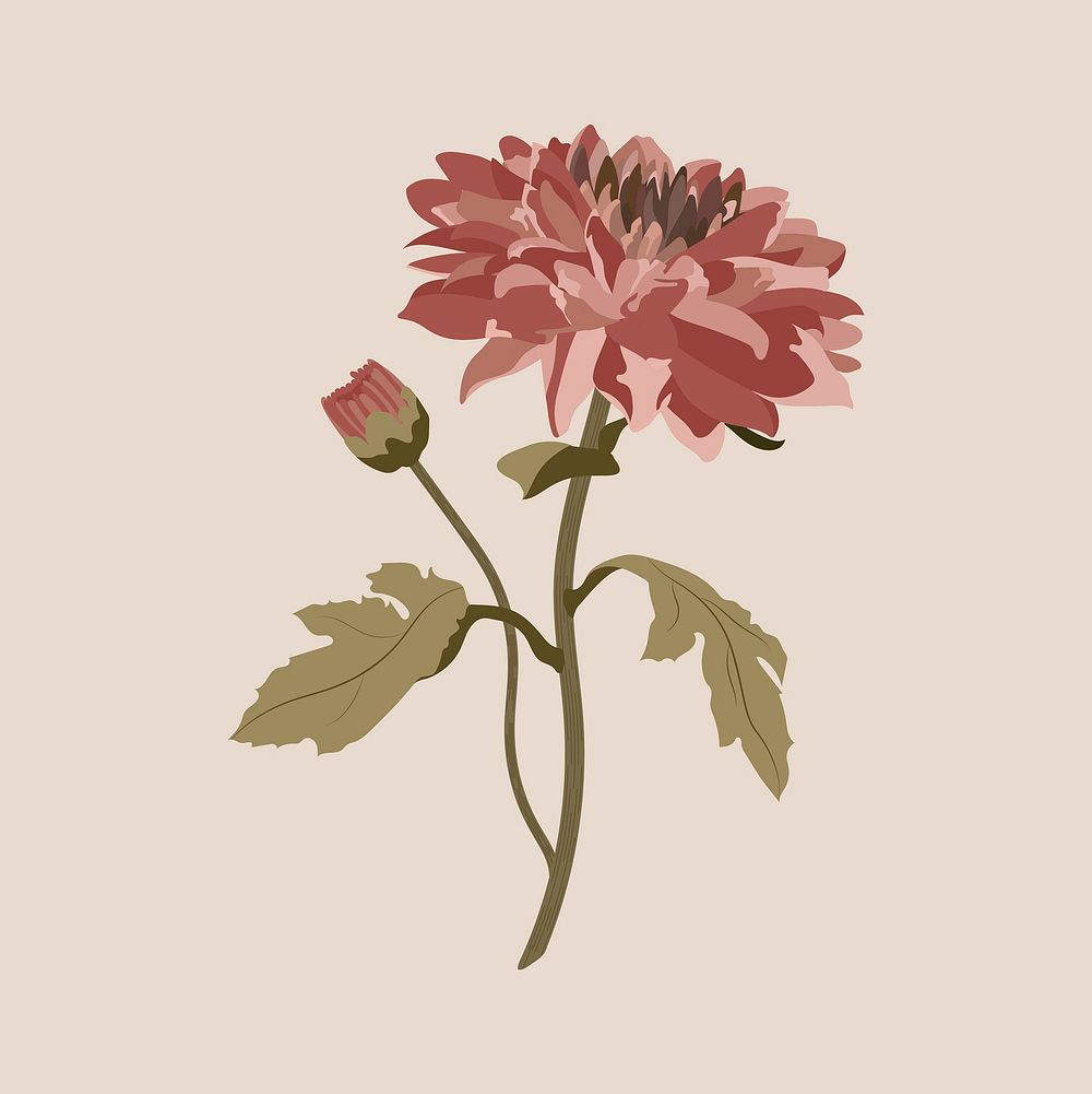 Chrysanthemum flower sticker, pink earth tone illustration vector