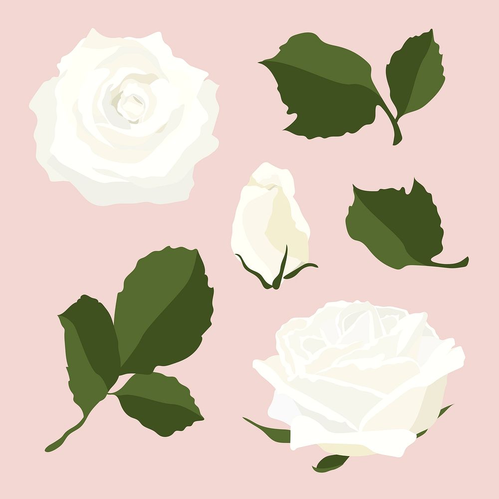 White rose sticker, spring flower illustration set psd