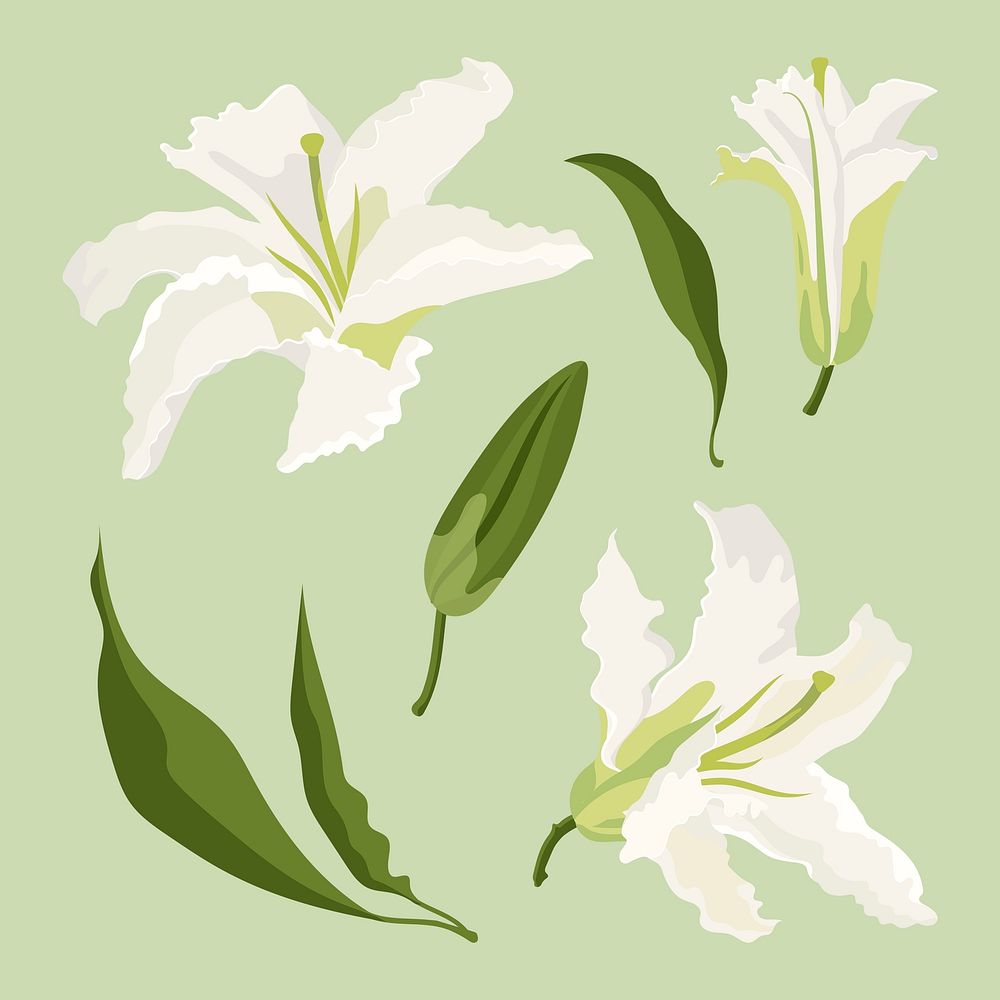 White lily flower sticker, aesthetic illustration set psd