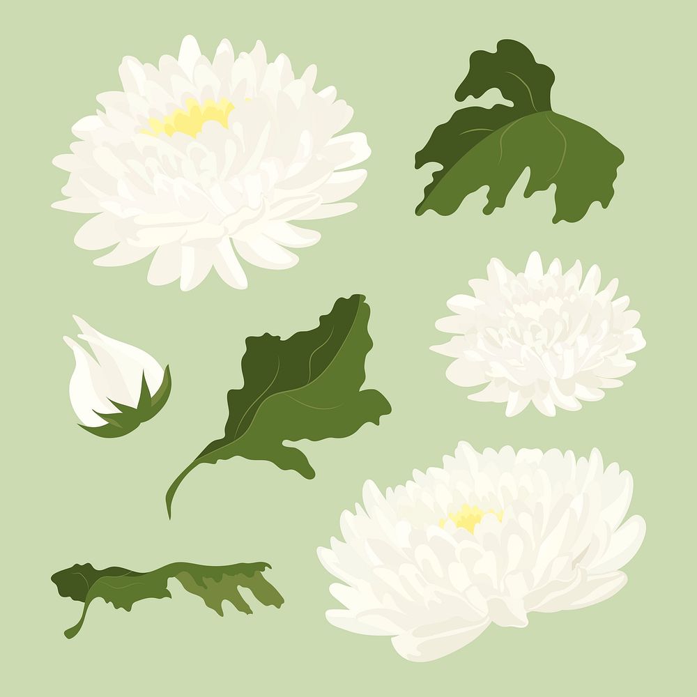 Chrysanthemum flower sticker, white aesthetic illustration set vector