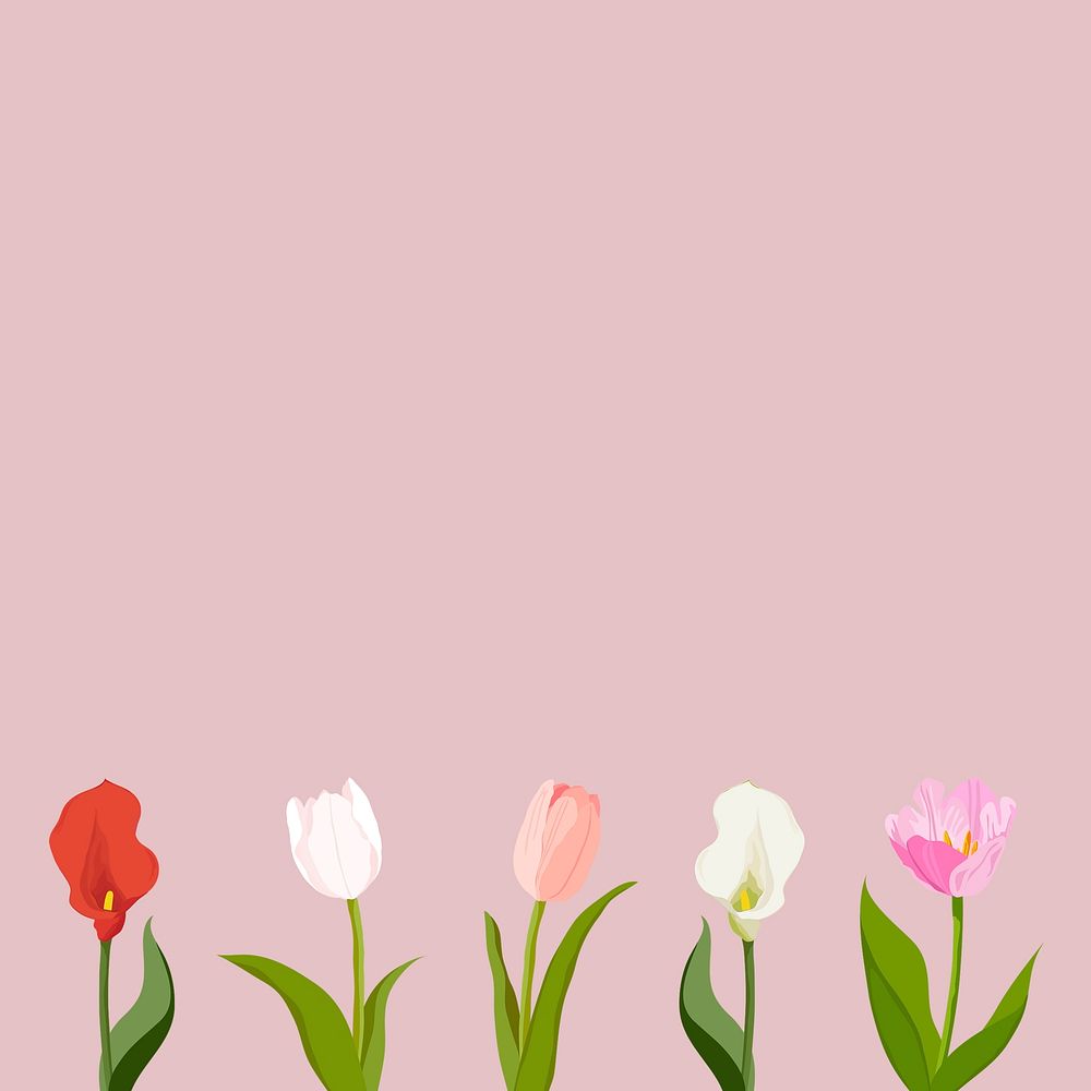 Feminine tulip background, pink flower border