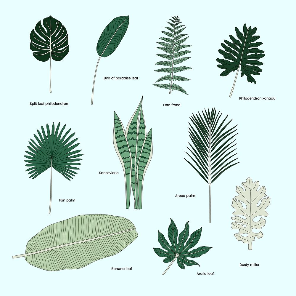 Collection of illustrated tropical leaves