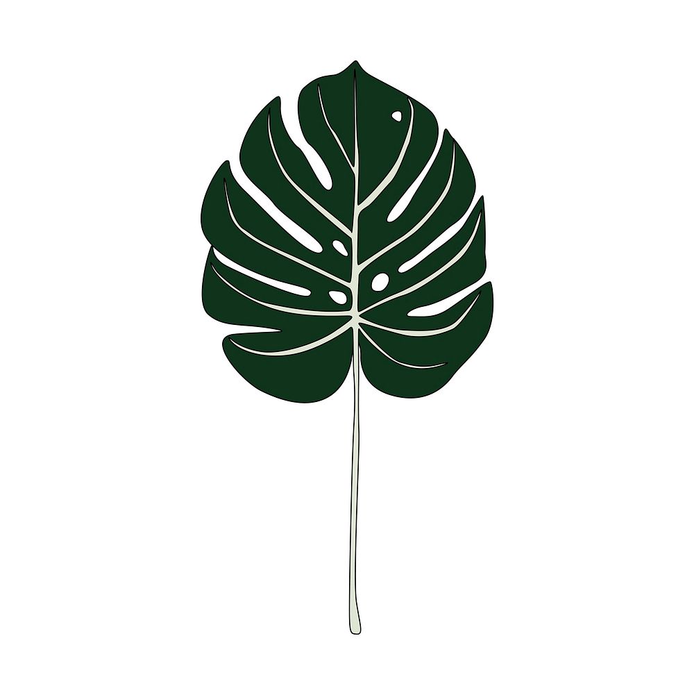Illustration of split leaf philodendron