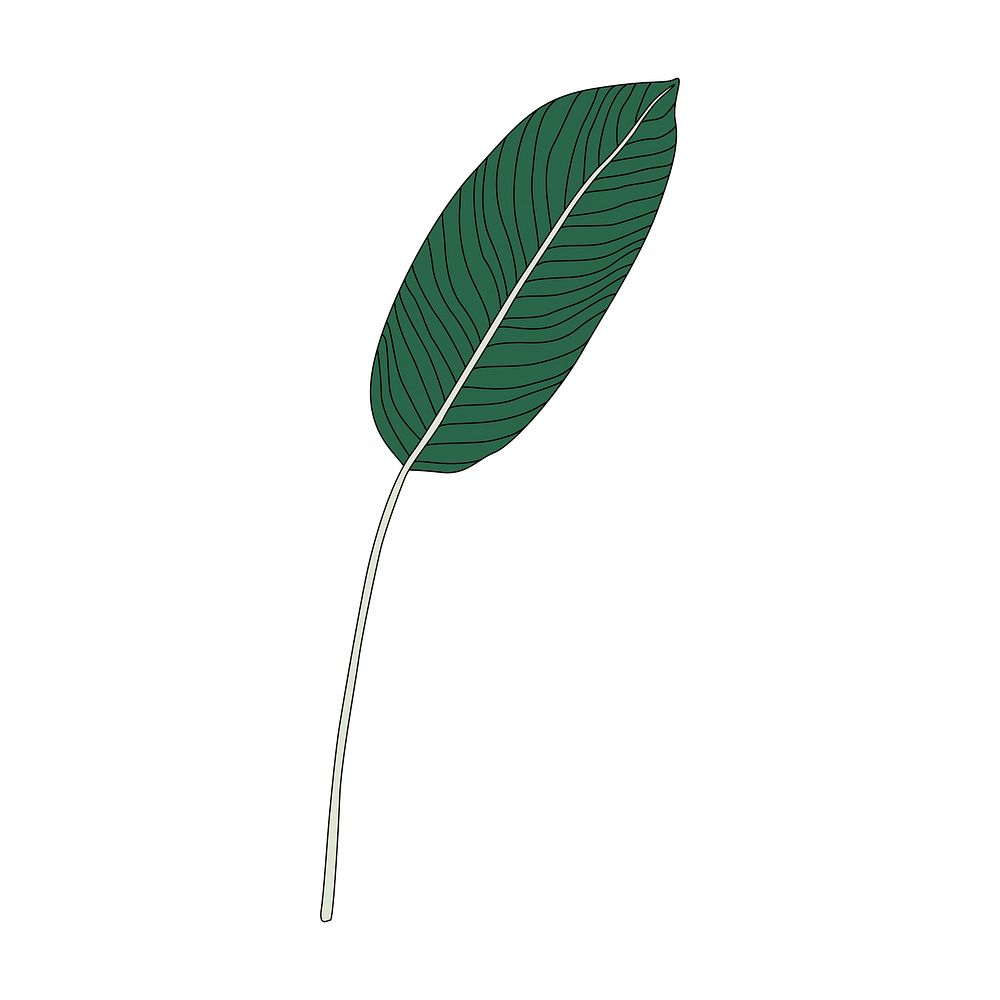 Illustration of bird of paradise leaf