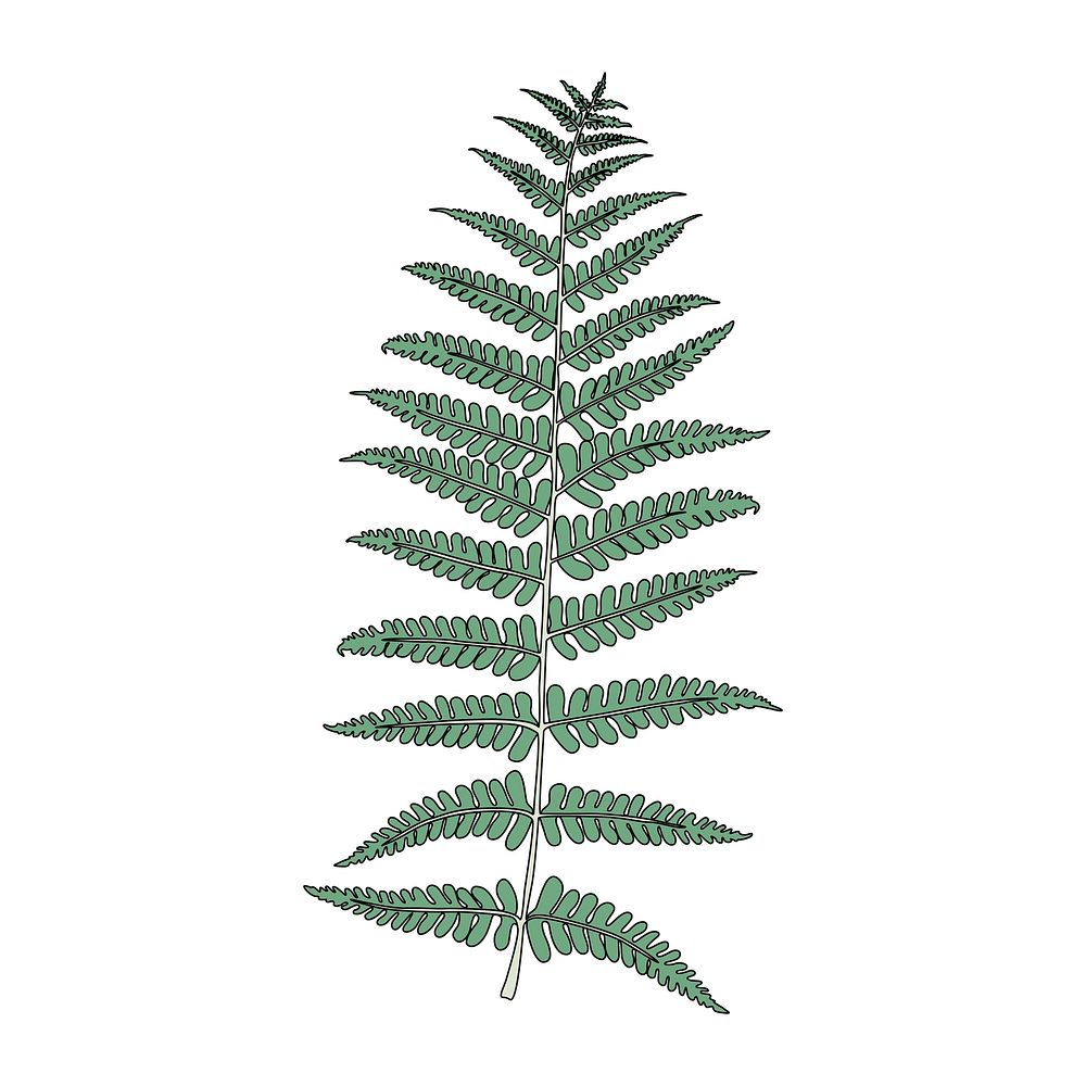 Illustration of fern frond leaf