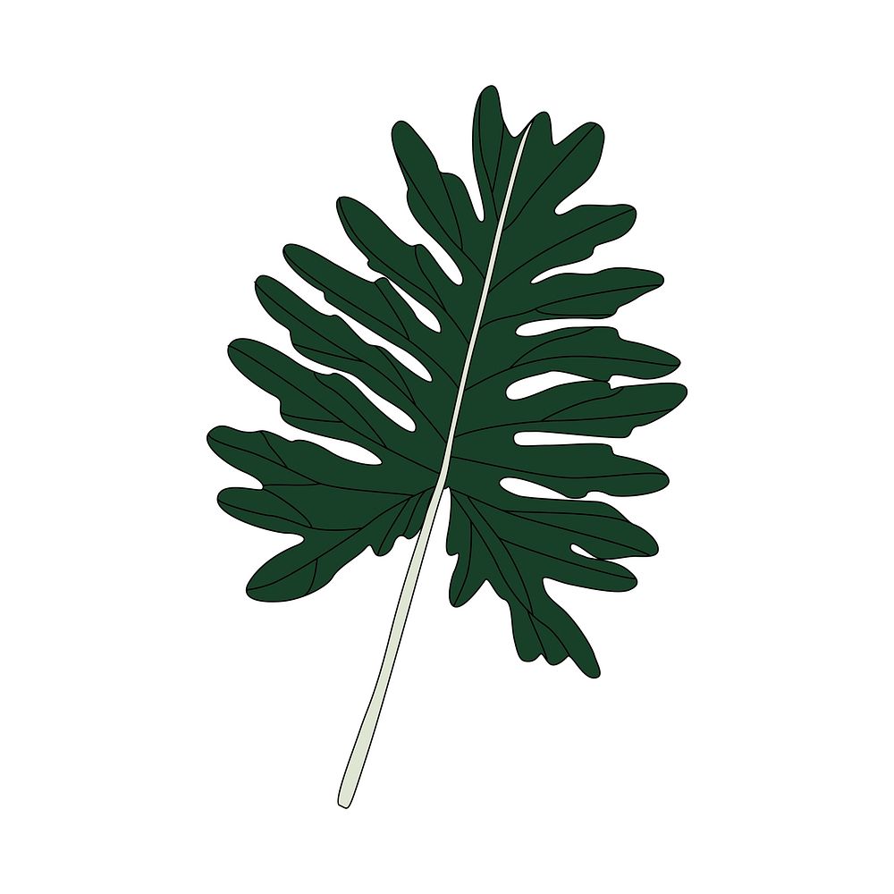 Illustration of Philodendron Xanadu leaf
