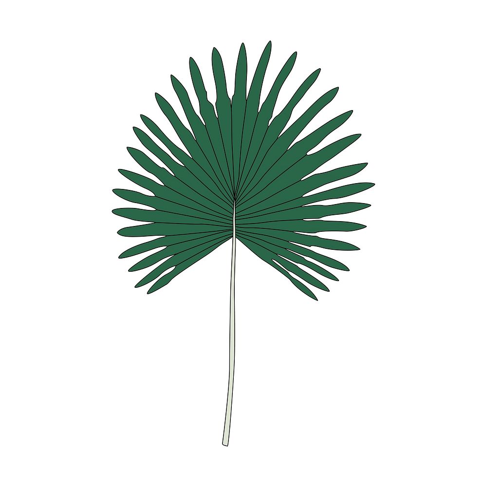 Illustration of fan palm leaf