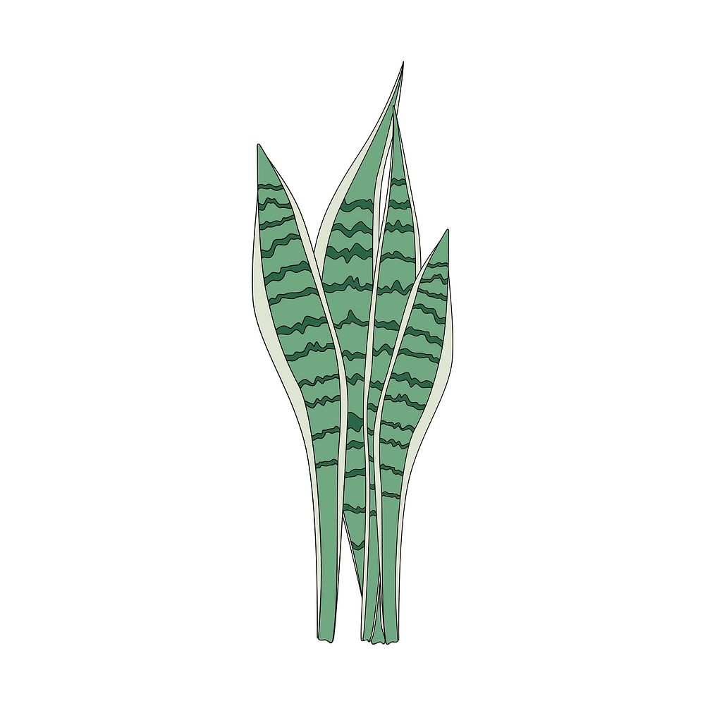 Illustration of a Sansevieria leaf