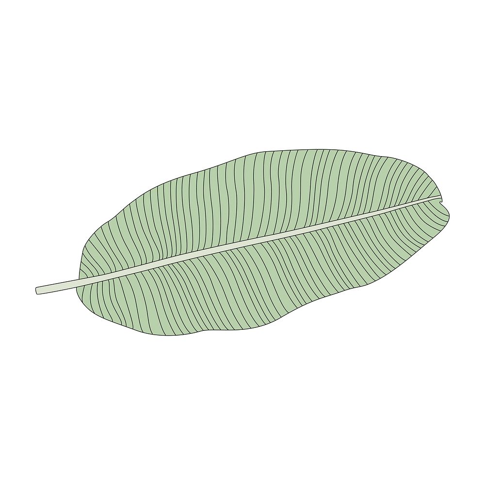 Illustration of a banana leaf