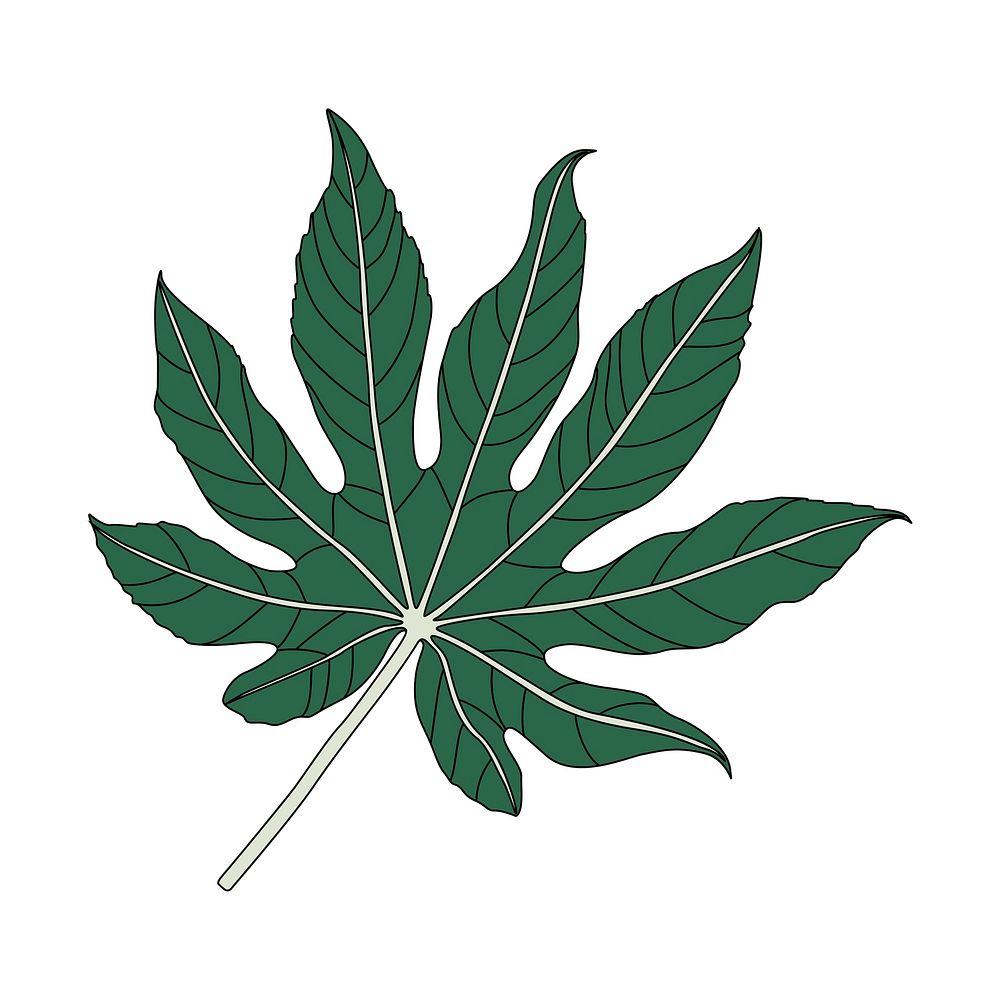 Illustration of an aralia leaf