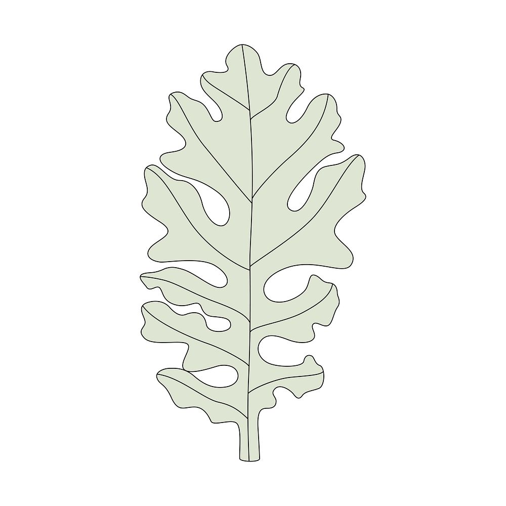 Illustration of a dusty miller leaf