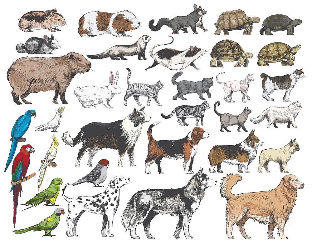 Illustration drawing style of animal collection