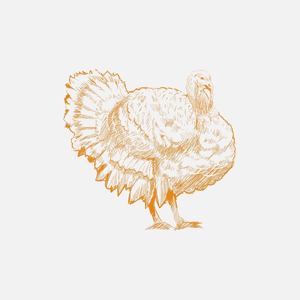 Illustration drawing style of turkey