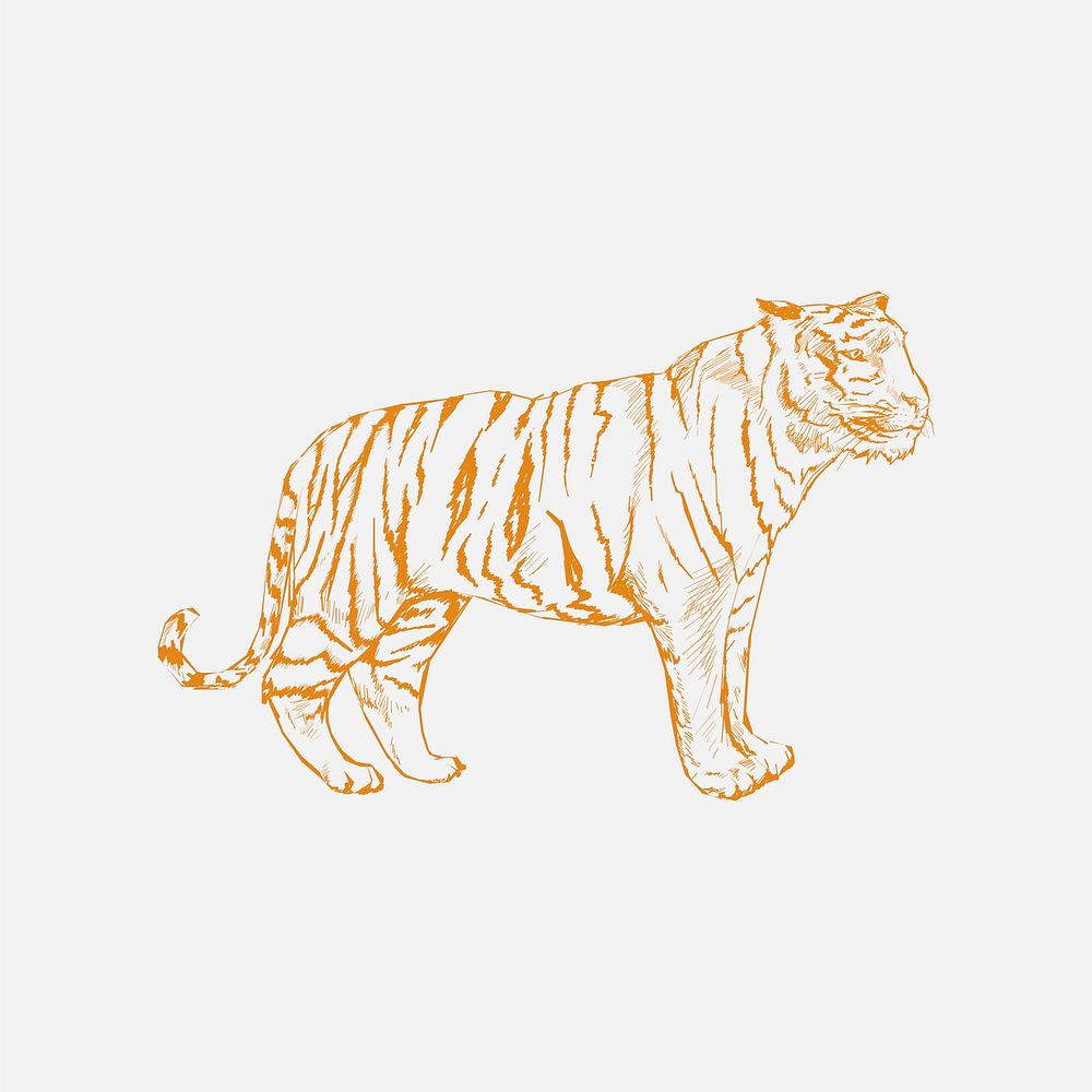 tiger walking side view drawing