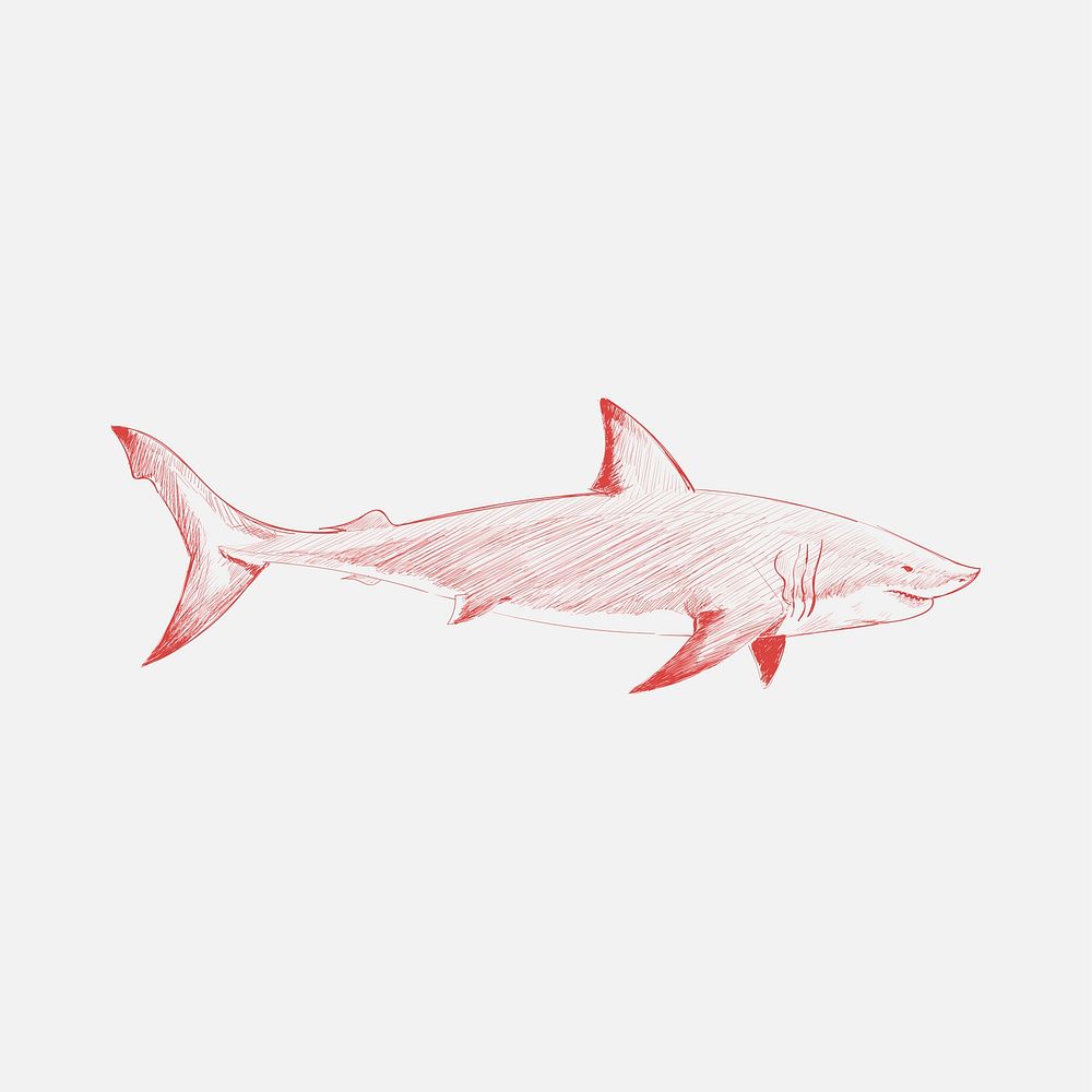 Illustration drawing style of shark