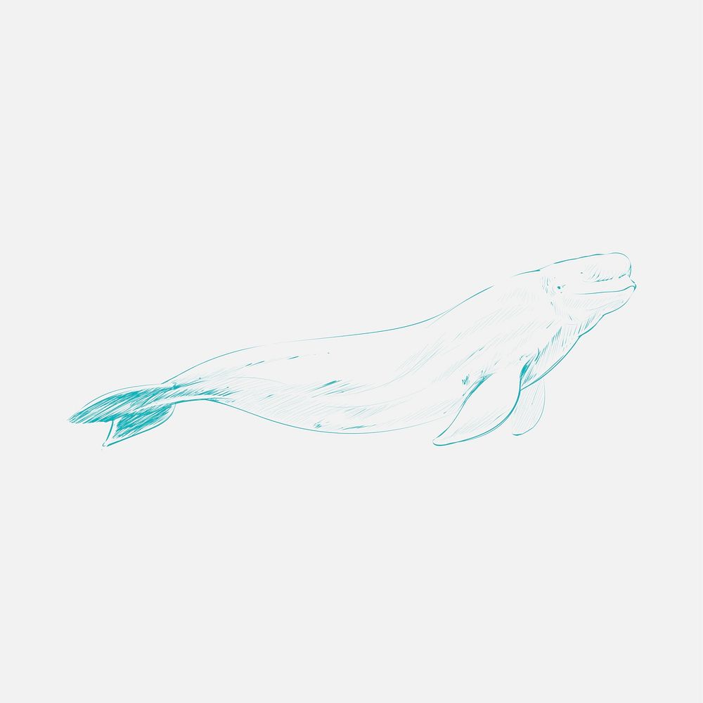 Illustration drawing style of beluga whale