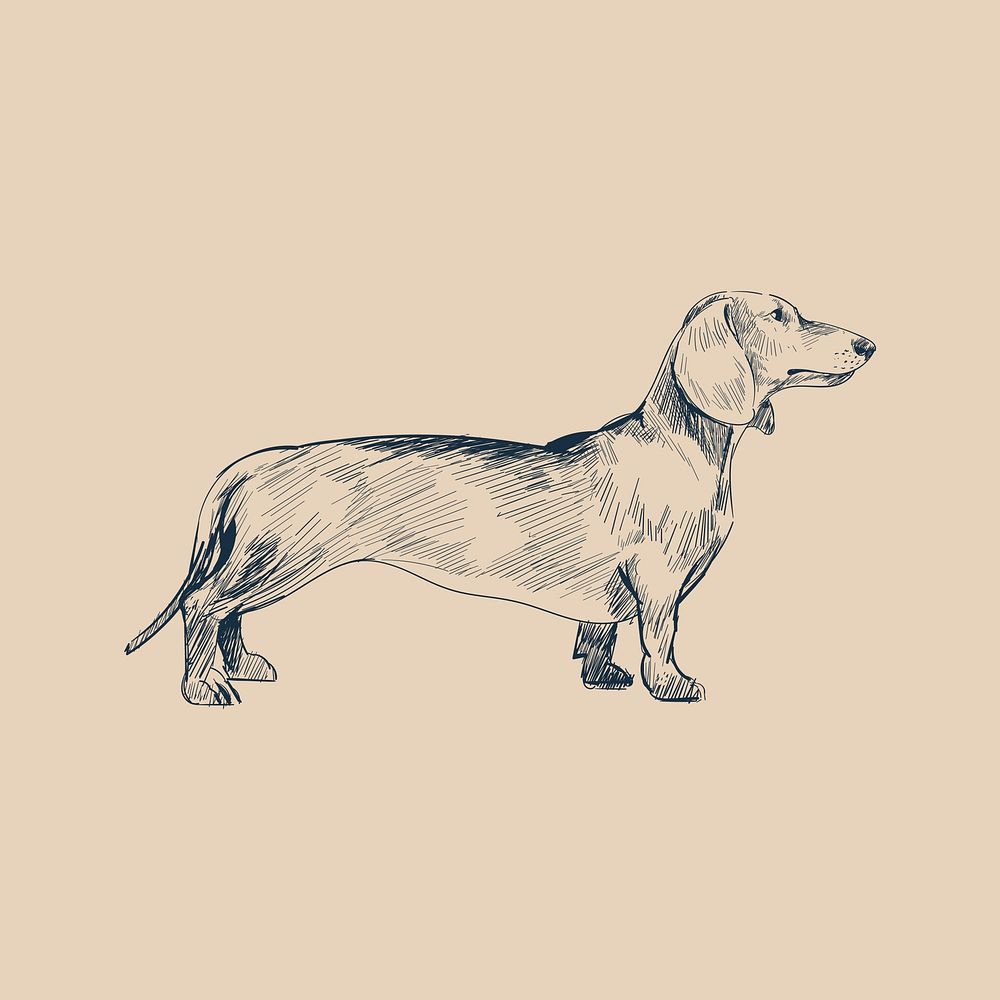 Illustration drawing style of dog