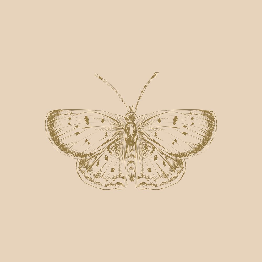 Illustration drawing style of butterfly