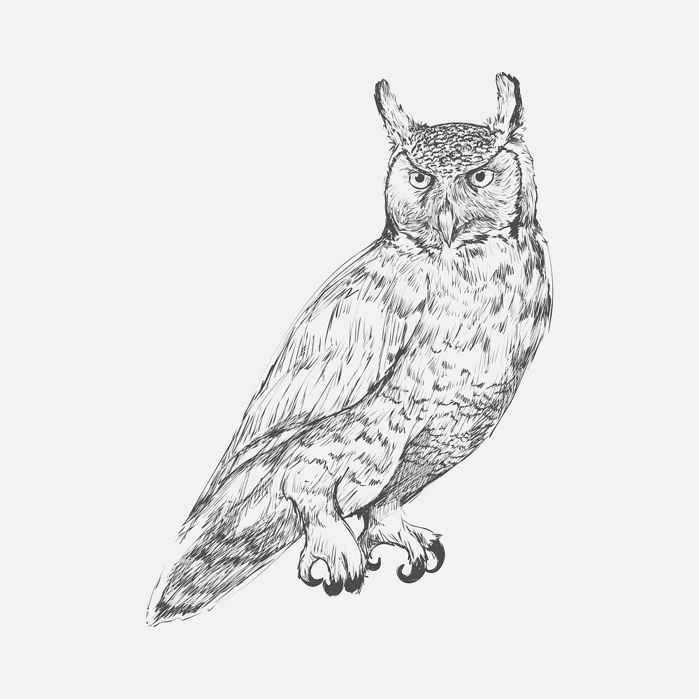 Illustration drawing style of owl