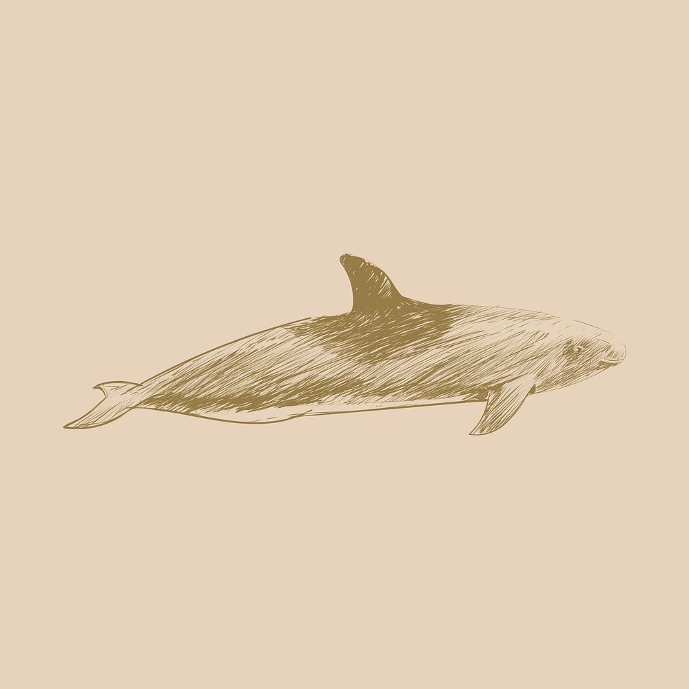 Illustration drawing style of melon-headed whale