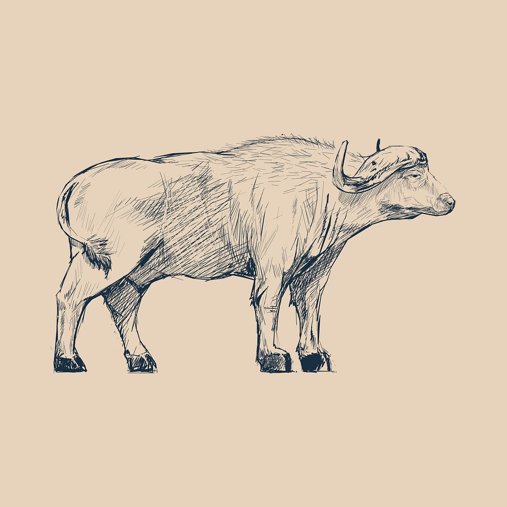 Illustration drawing style of buffalo